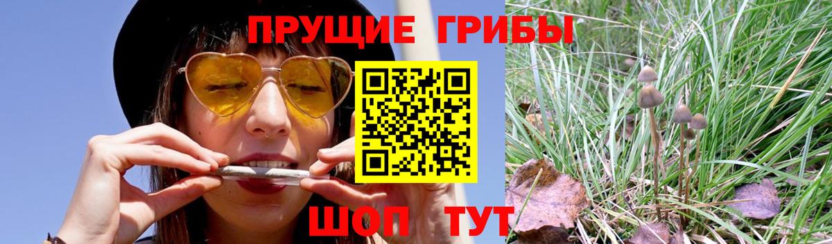 Галлюциногенные грибы Psilocybe  Вход с VPN  Кировск 